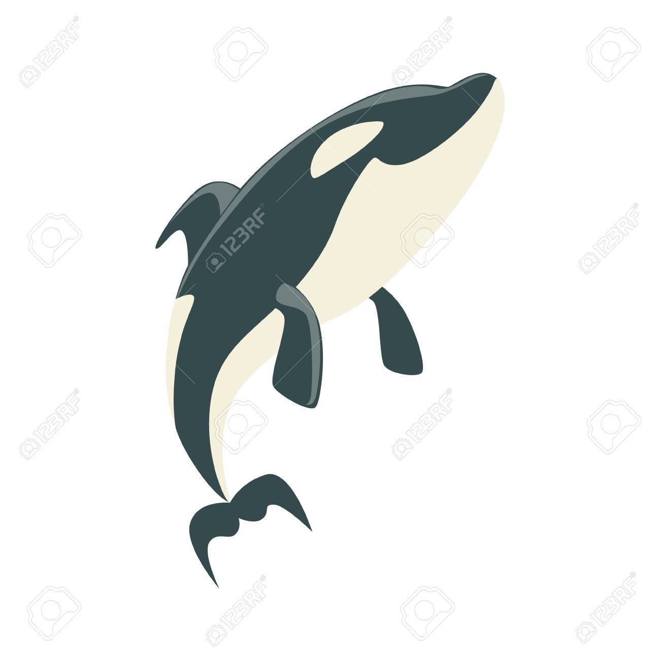1300x1300 Orca Black And White Arctic Killer Whale Asking For Food