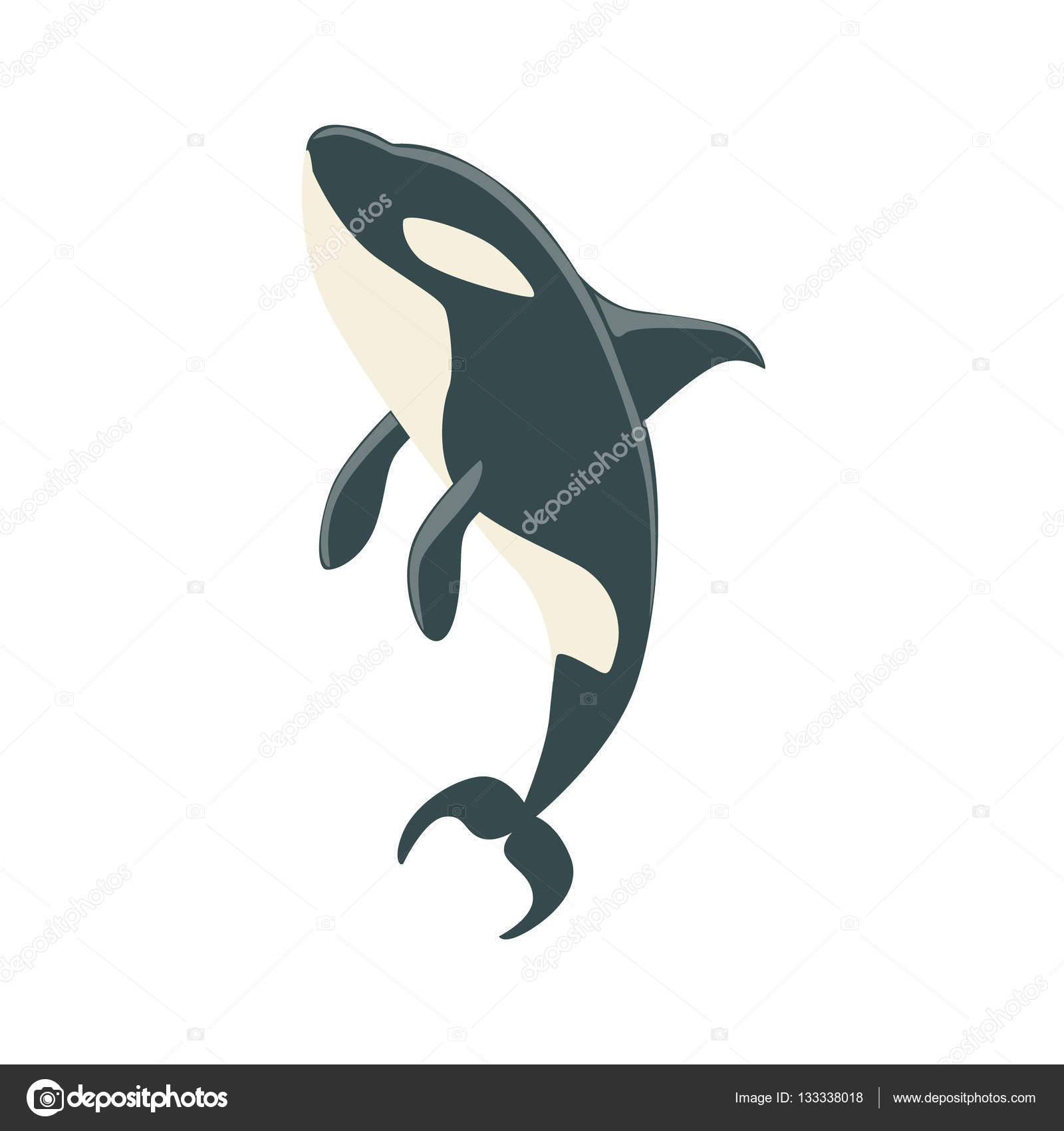 1600x1700 Orca Black And White Arctic Killer Whale Swimming, Realistic