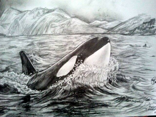 640x480 Orca Killer Whale Drawing By Marianne Fredericks.