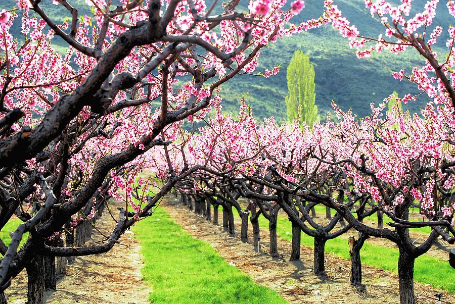 900x602 Orchard In Blossom Photograph By Don Mann