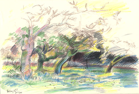 490x333 Drawing Of Apple Orchard