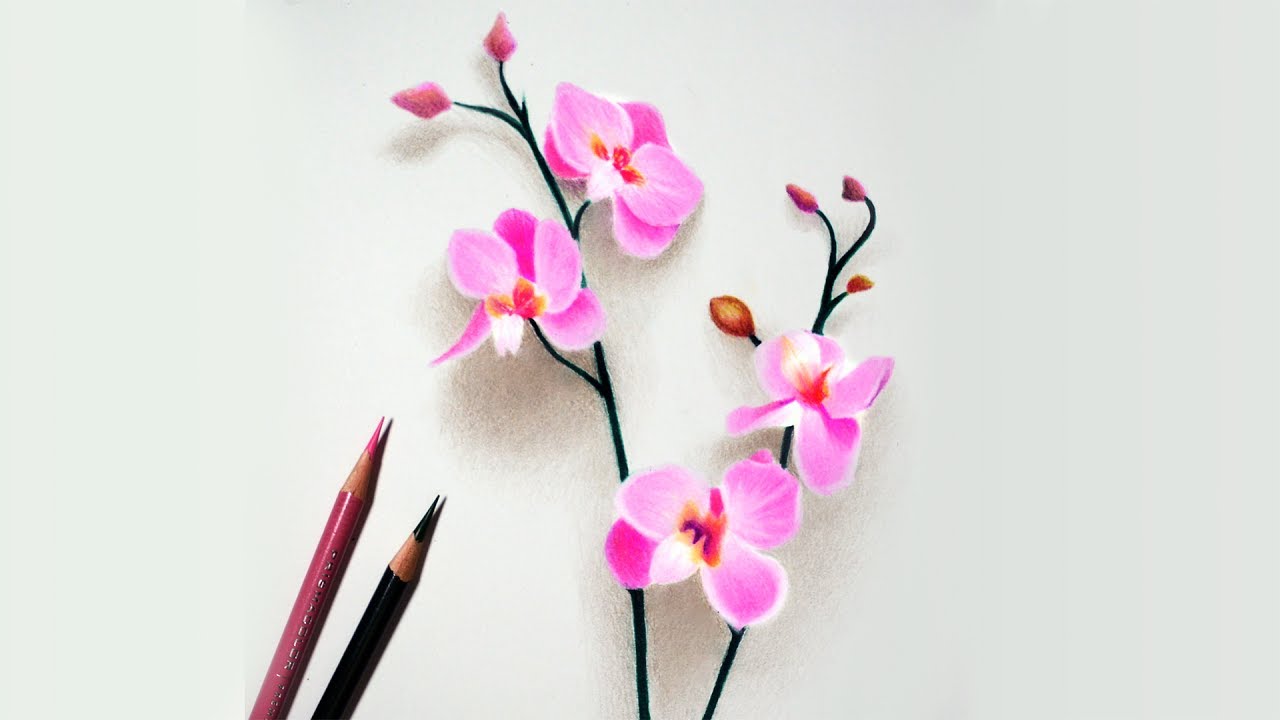 1280x720 How To Draw Orchids