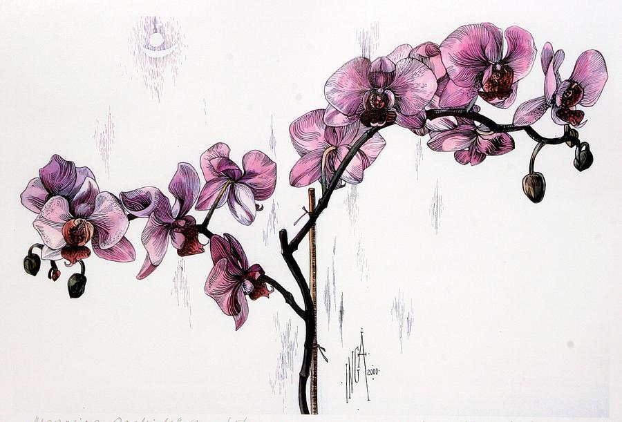 900x611 Marning Orchids Drawing By Inga Vereshchagina