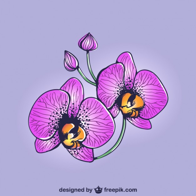 626x626 Purple Orchids Drawing Vector Free Download