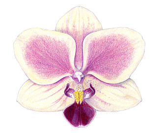 340x270 Drawing Color Pencils Orchid