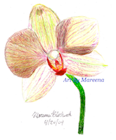 165x200 Butterfly Orchid Flower Drawing Dendrobium Orchids Art By Mareena