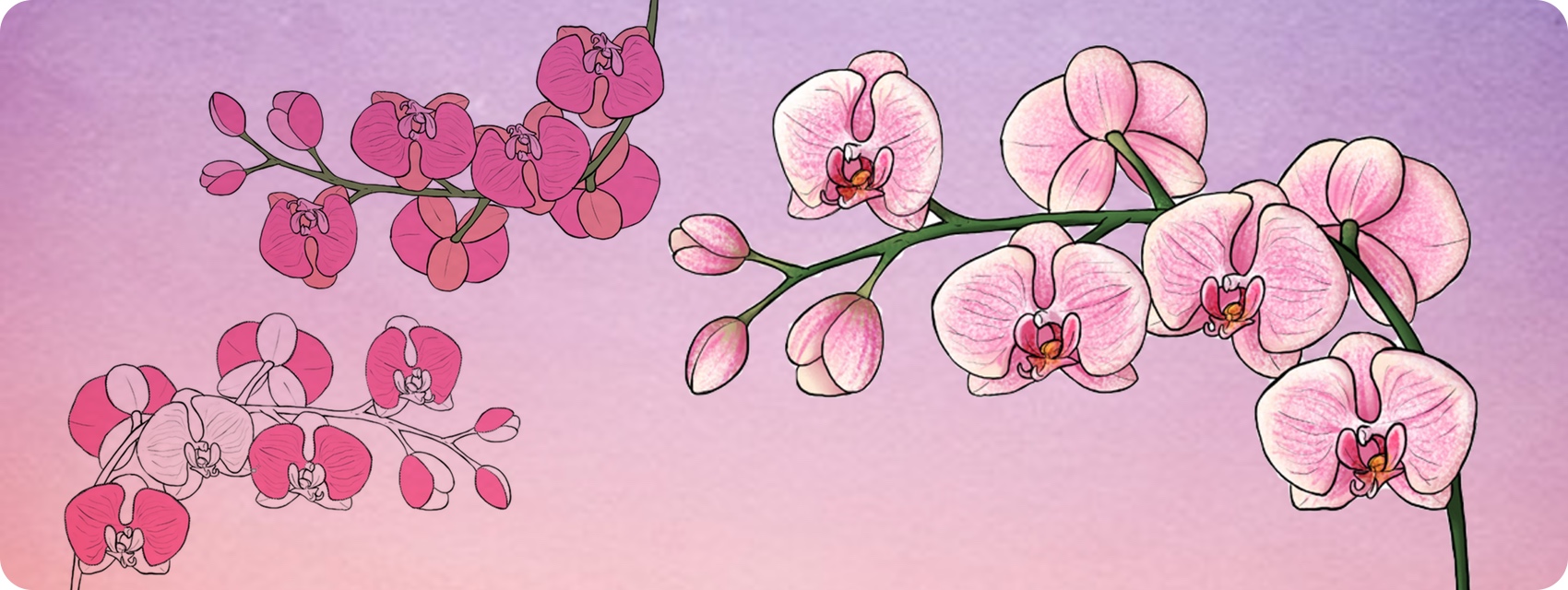 1700x640 How To Draw Flowers The Sexy And Sultry Orchid