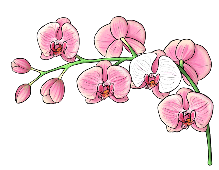 700x545 How To Draw Flowers The Sexy And Sultry Orchid