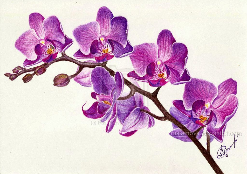 1024x720 Purple Orchid Related Keywords Amp Suggestions