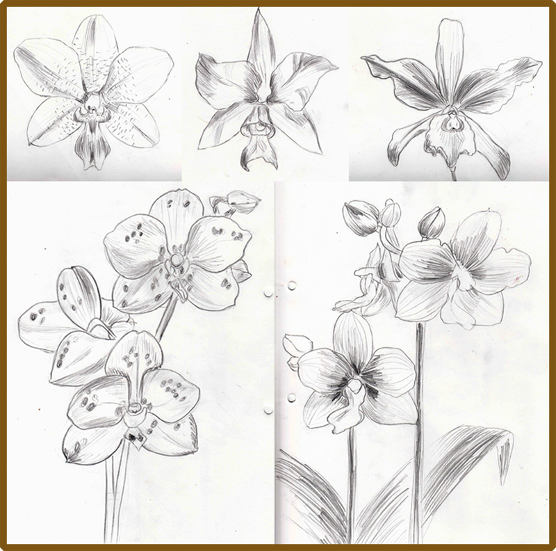 800x792 Weekly Doodles And Tuts How To Draw An Orchid Flower