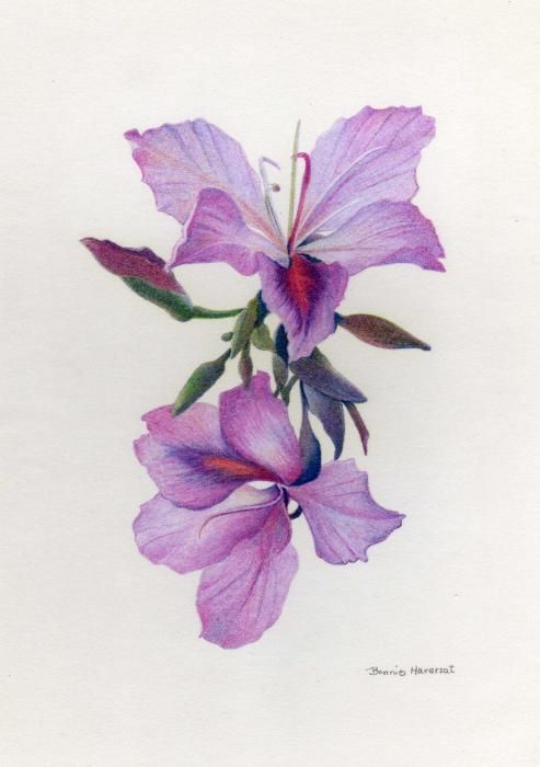 493x700 Redbud Flower Drawing