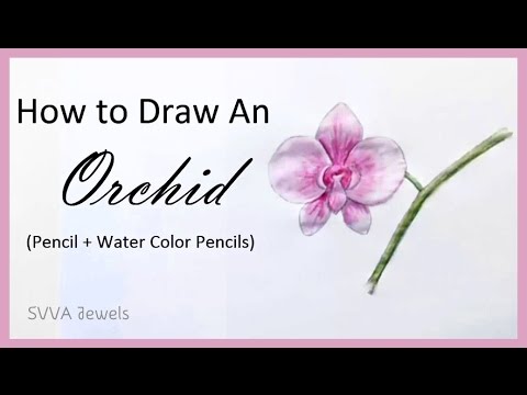480x360 How To Draw An Orchid Flower Pencil Art, Drawing,,shading,