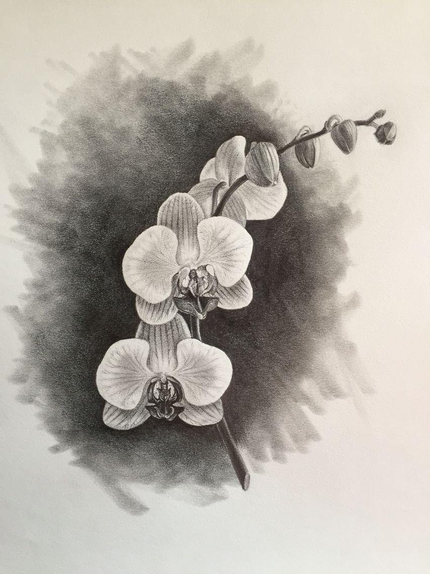 852x1136 Orchid, Graphite On Paper, Copyright 2016 Bill Finewood Flowers