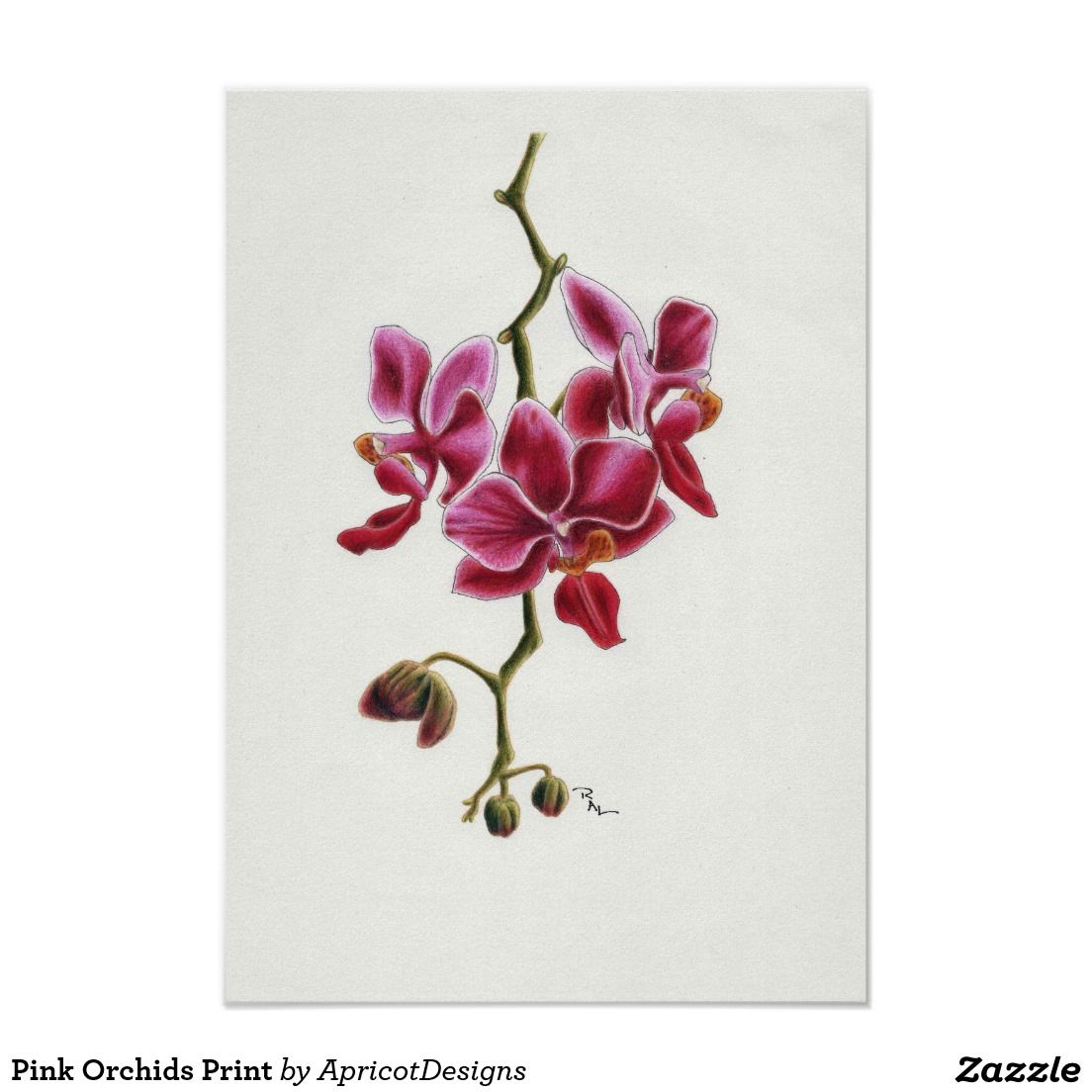 1104x1104 Pink Orchids Print Pink Orchids, Coloured Pencils And Draw