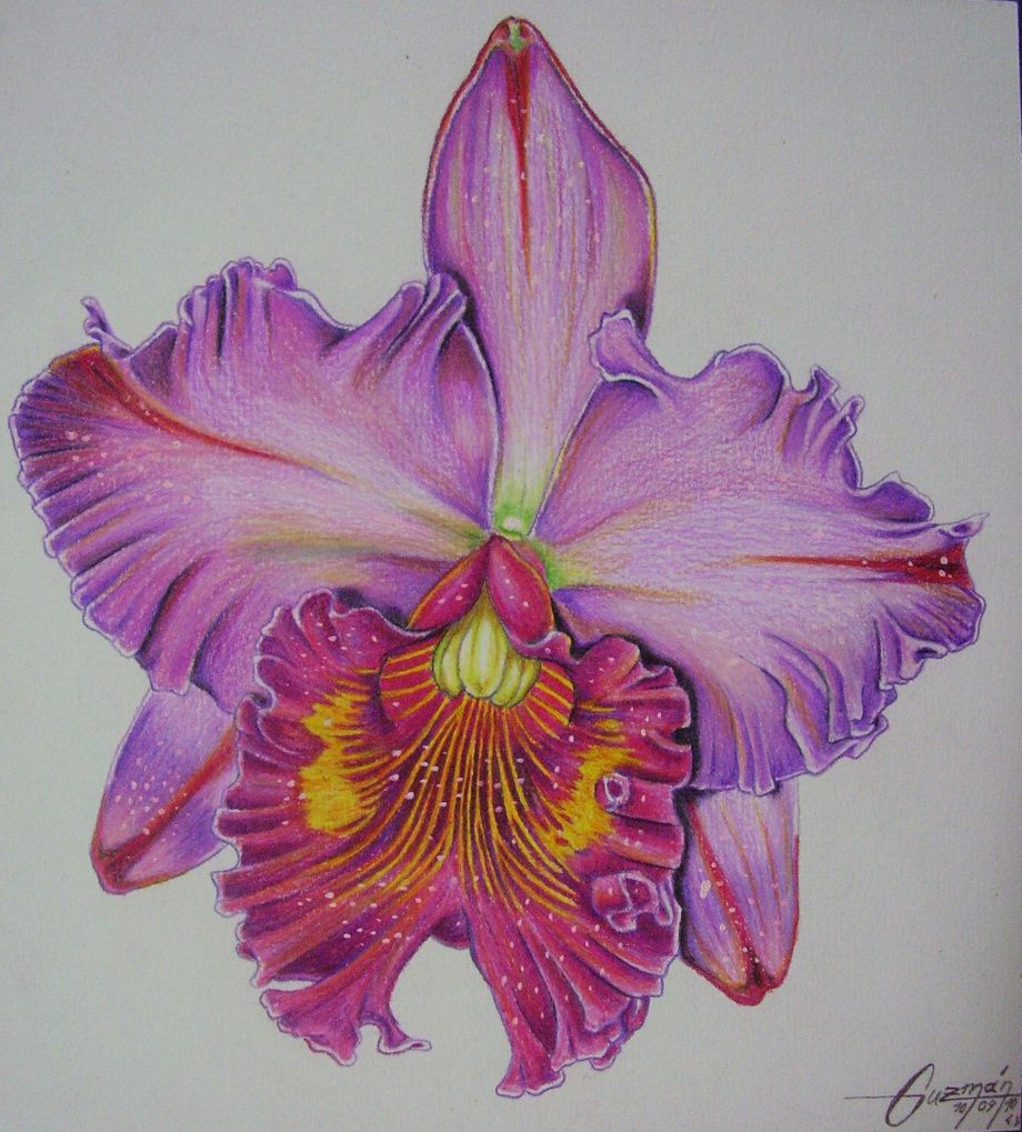 920x1019 Orchid Colored Pencils On Durex Geller 2020 Cms (2010