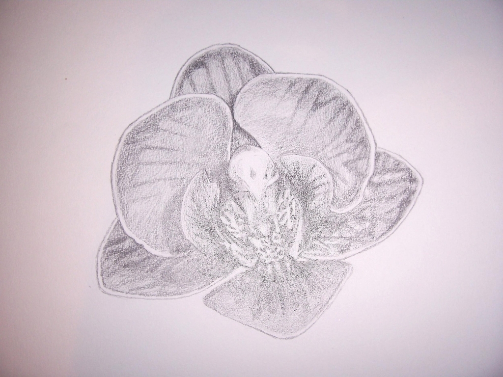 1024x768 Pencil Drawings Of Orchids Pencil Drawing Of Orchids
