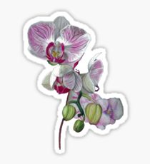 210x230 Pencil Orchid Flower Drawing Gifts Amp Merchandise Redbubble
