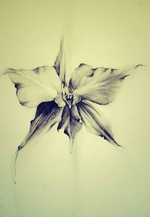 498x720 Pencil Drawing Of An Orchid By Yours Truly X Occlude