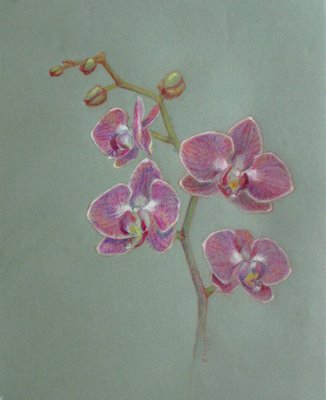 326x400 Orchids Drawing Elizabeth Floyd Tempting Idea. D