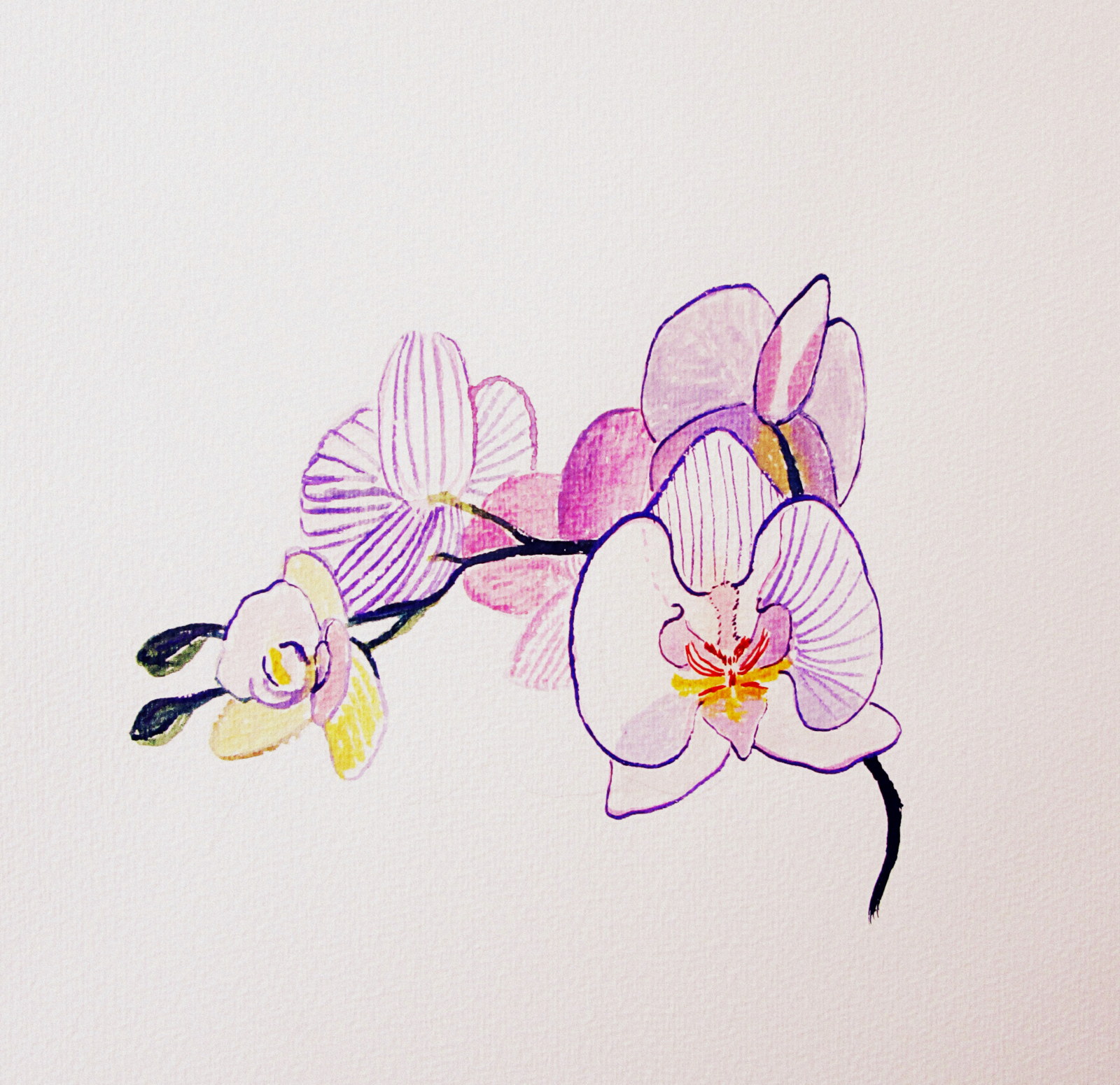 1600x1551 Habrumalas Orchids Drawings Images