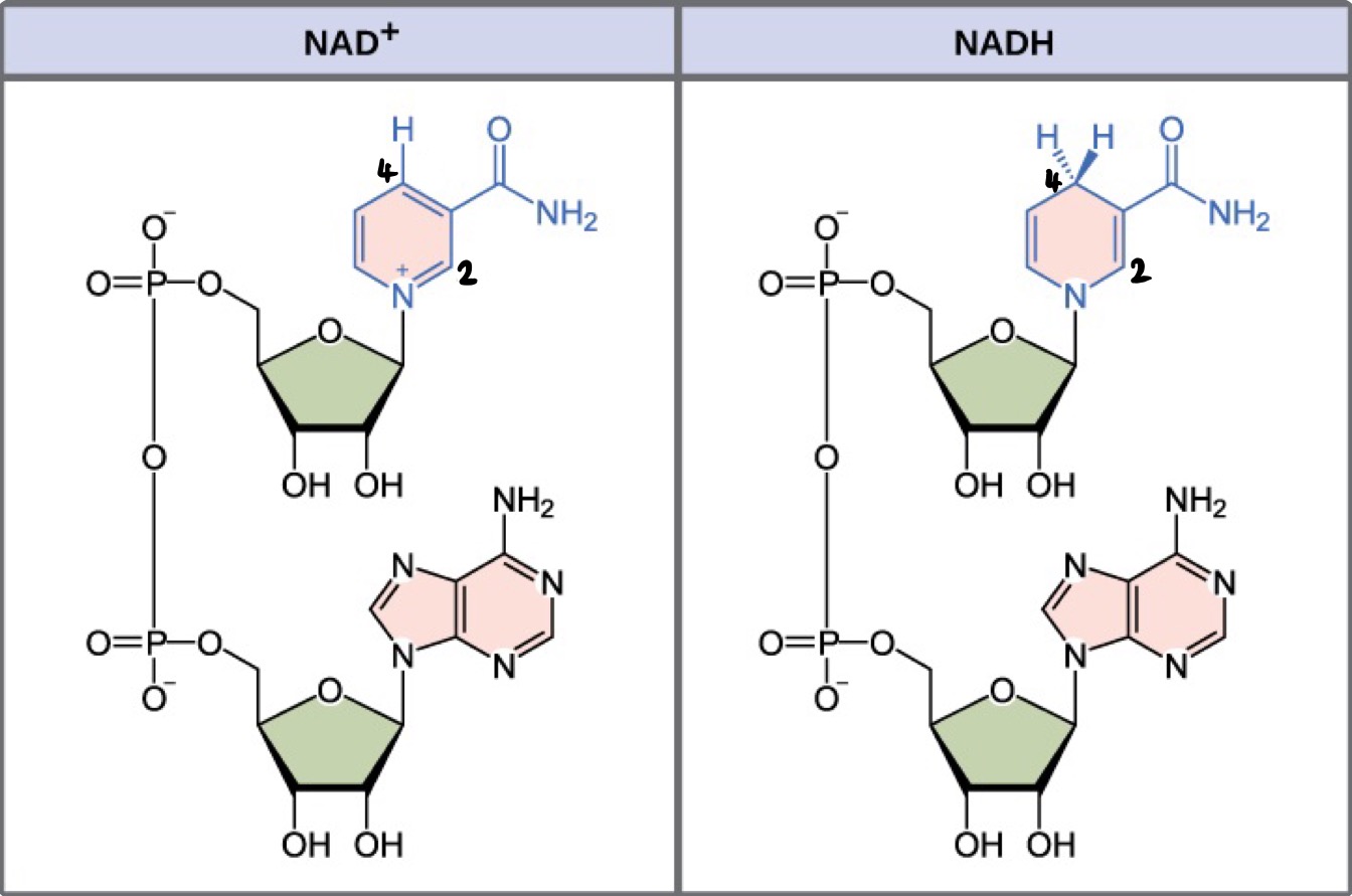 1344x891 Organic Chemistry