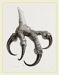 237x300 Foot Of Osprey Drawing By Litz Collection