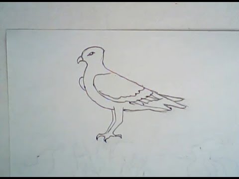 480x360 How To Draw An Osprey (Simple Drawing)