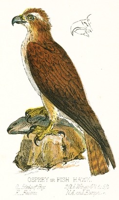 244x409 Osprey Drawing