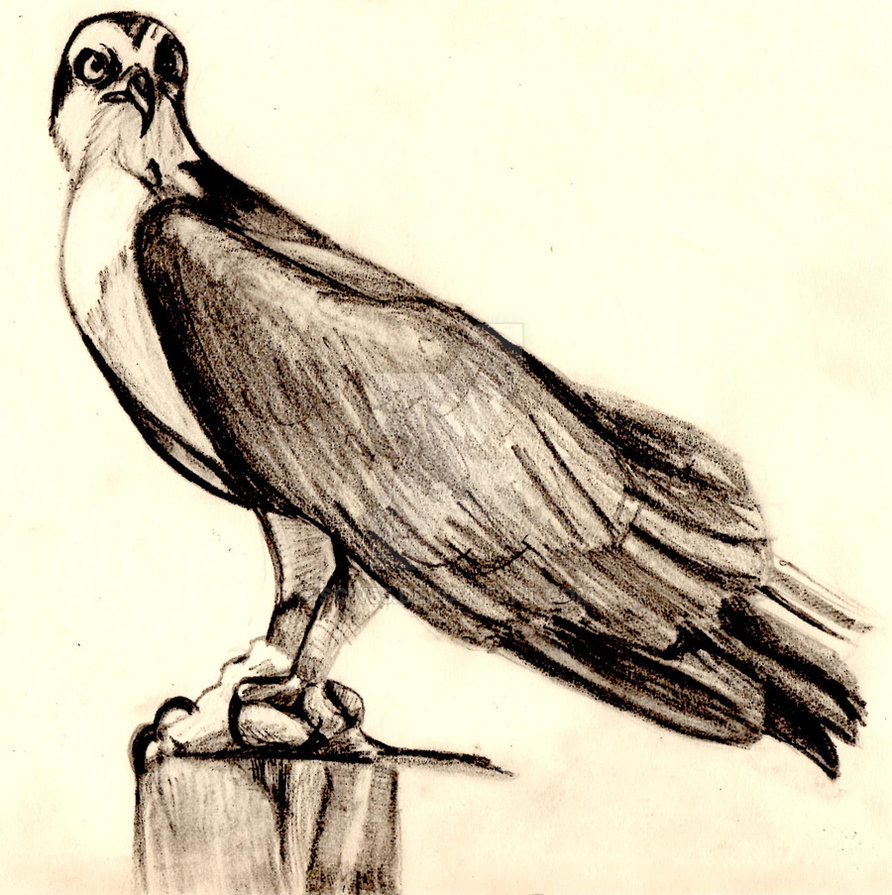 892x895 Osprey Drawing By Scw55