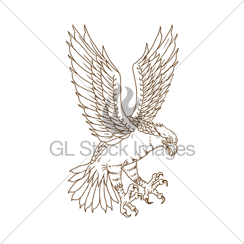 500x500 Osprey Swooping Drawing Gl Stock Images