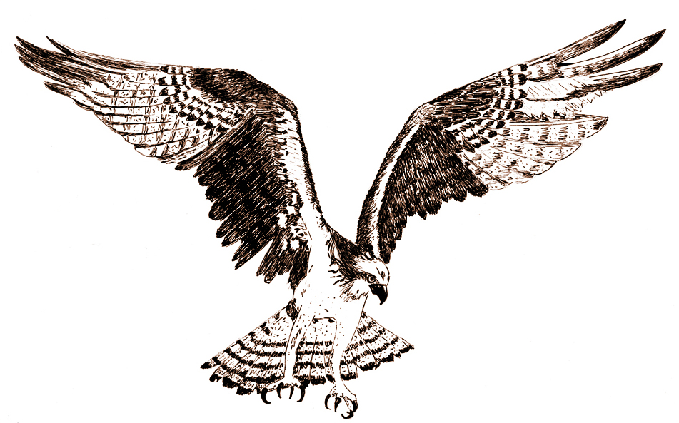 951x593 Osprey By Akrasiel