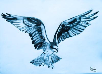 400x291 My Drawing Of An Osprey