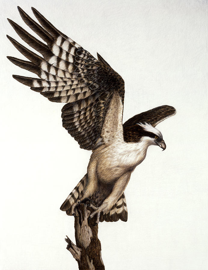 692x900 Osprey Bird Drawing