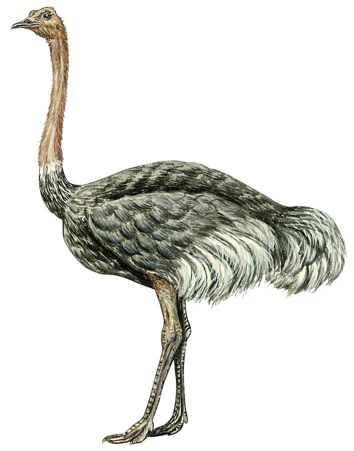 706x900 Common Ostrich Drawing By Anonymous