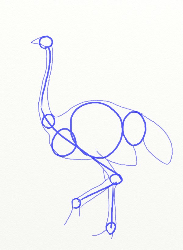 600x818 How To Draw An Ostrich