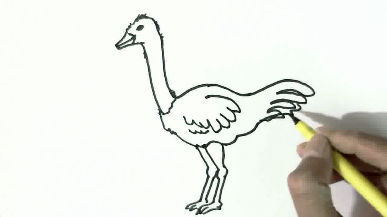 1280x720 How To Draw An Ostrich