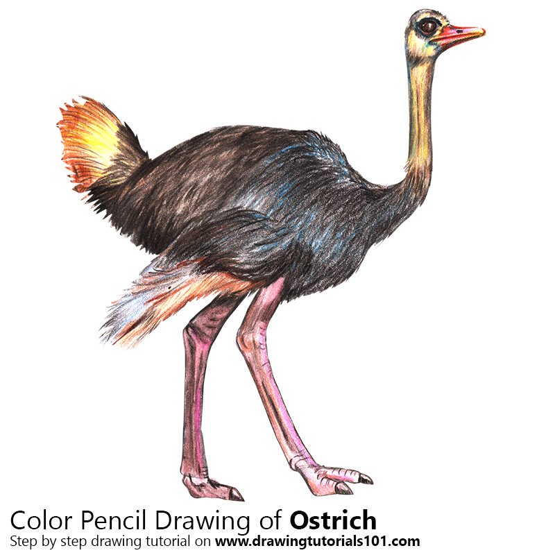 800x800 Ostrich Colored Pencils