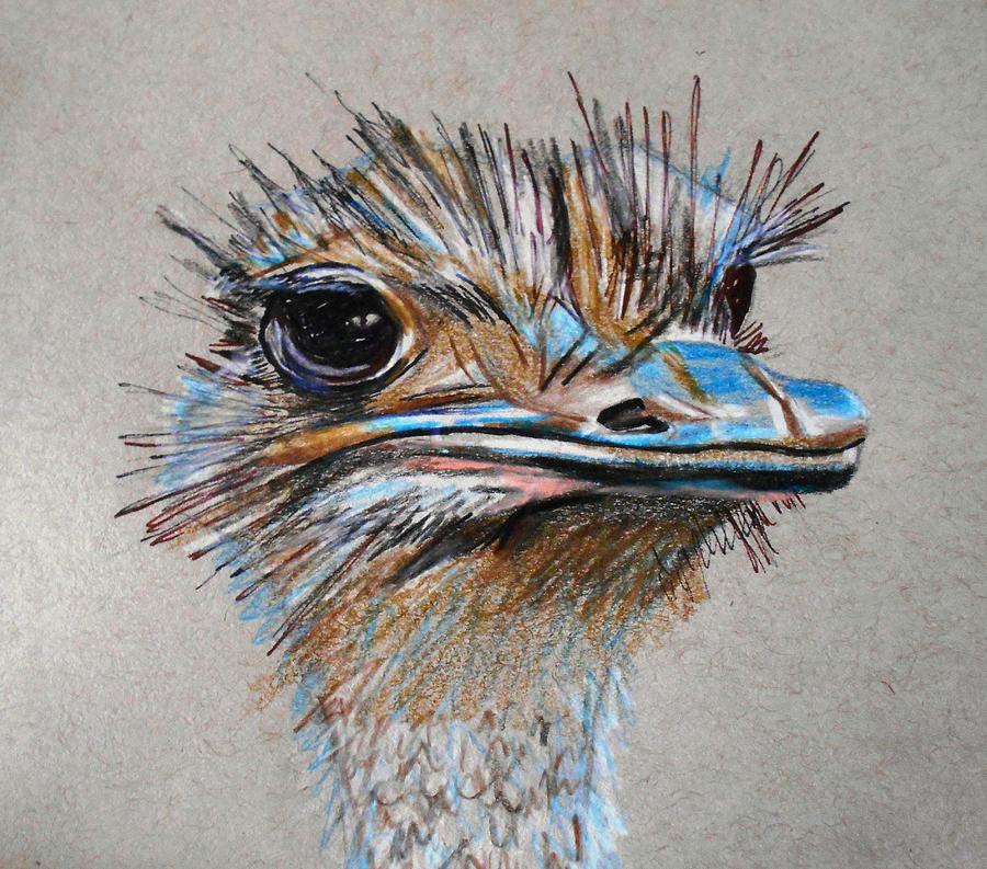 900x793 Ostrich Head Drawing By Megan Melonas