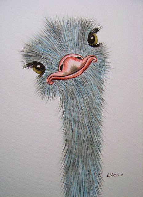 465x640 Silly Ostrich Watercolour Watercolor, Drawings And Drawing Ideas