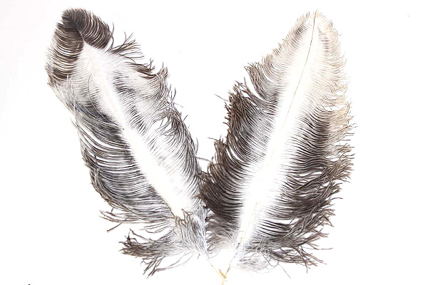 600x400 Ostrich Plumes