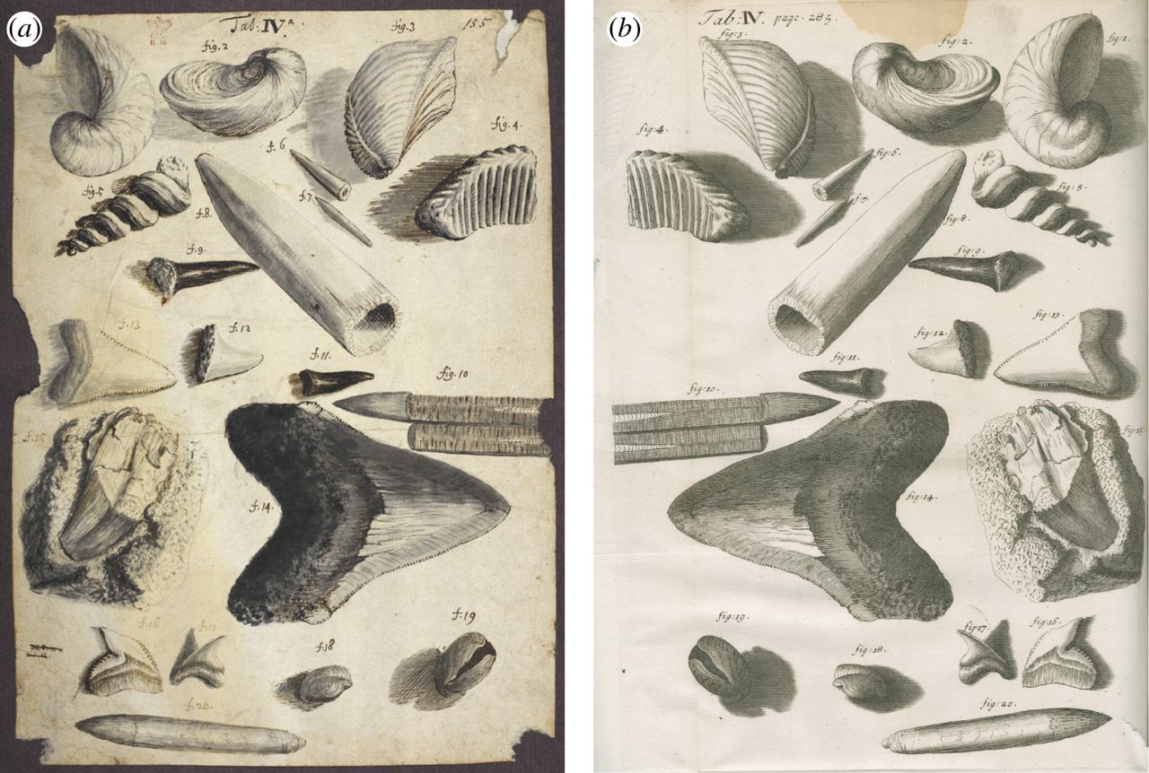 1280x862 Drawings Of Fossils By Hooke And Waller Notes And Records