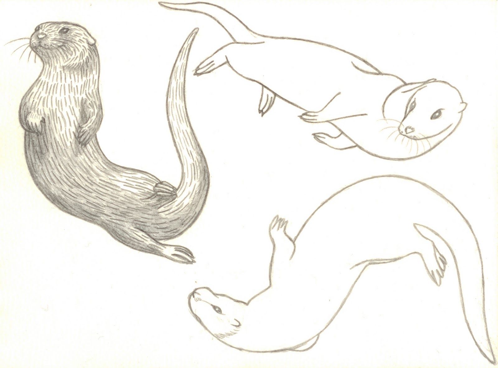 1600x1182 Cute Otter Drawing Images About Otters Drawing References