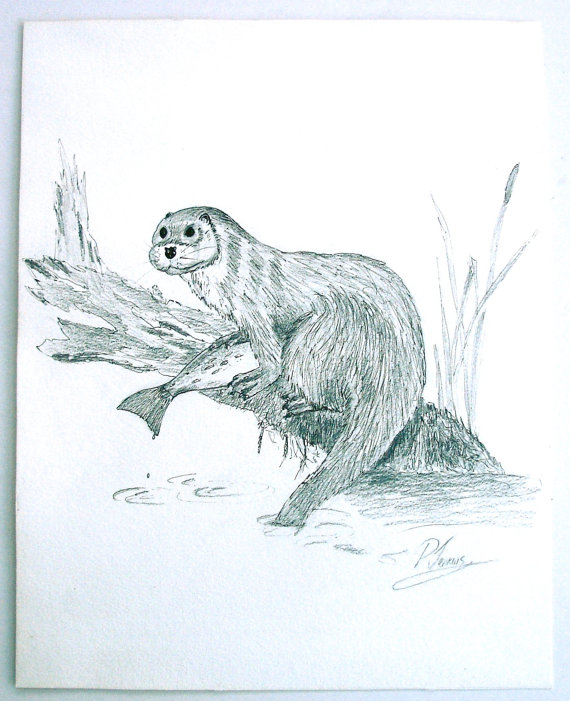 570x701 Vintage Pen And Ink Ooak Drawing Of An Otter Riverside Scene