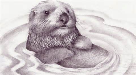 480x266 Drawing Of Otters