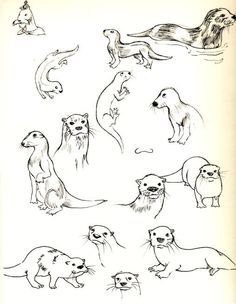 236x304 How To Draw Otters
