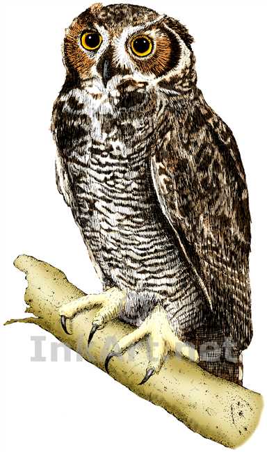 384x650 Owl Drawings Art Full Color Illustration Of A Great Horned Owl