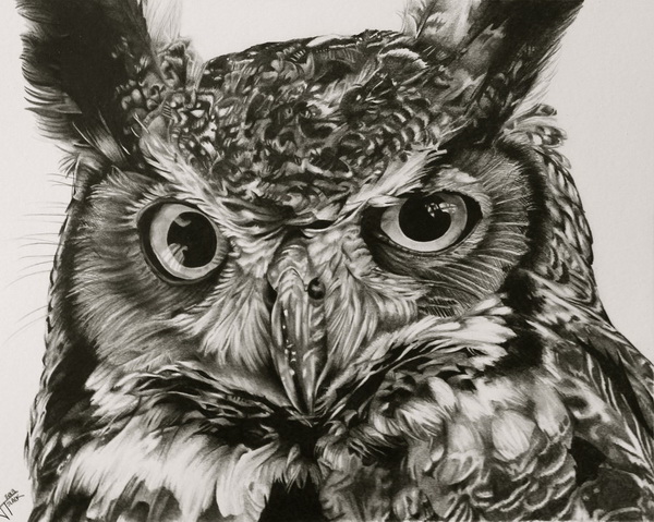 600x479 Clever Owl Drawings For Inspiration