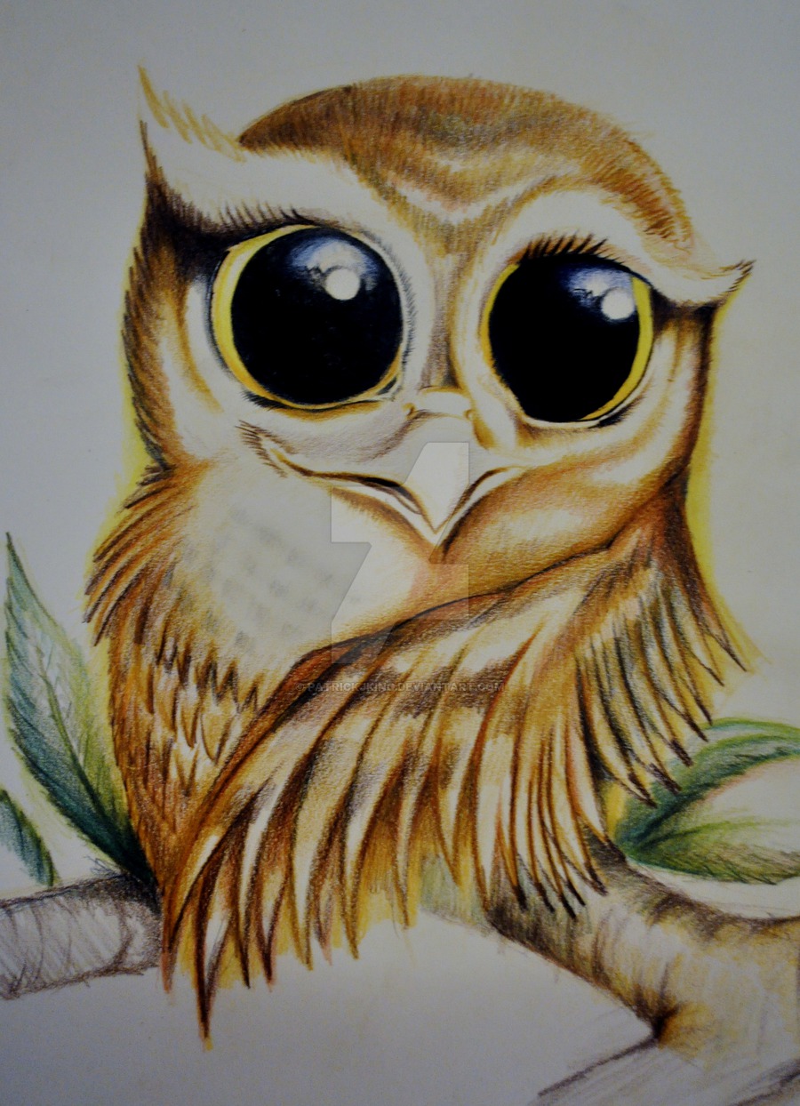 900x1244 Owl Drawing By Patrickjking