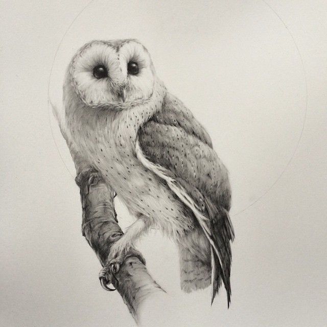640x640 Blood Milk. Absolutely Stunning Barn Owl Drawing From Artist