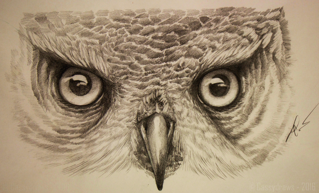 1024x622 Owl Drawing. By Cassydraws